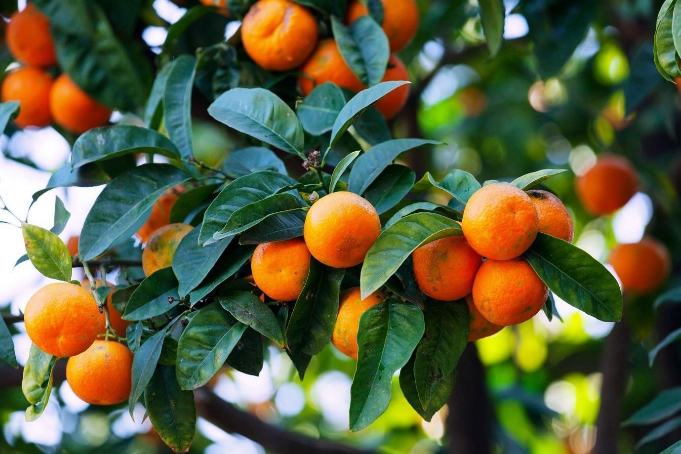 Which fruit is in season right now (image by bearfotos on freepik)